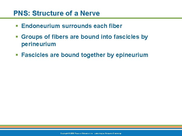 PNS: Structure of a Nerve § Endoneurium surrounds each fiber § Groups of fibers