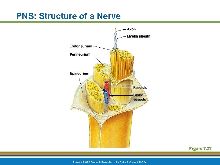 PNS: Structure of a Nerve Figure 7. 23 Copyright © 2009 Pearson Education, Inc.