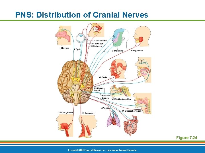 PNS: Distribution of Cranial Nerves Figure 7. 24 Copyright © 2009 Pearson Education, Inc.