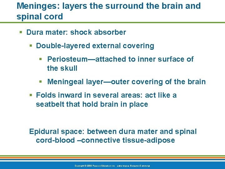 Meninges: layers the surround the brain and spinal cord § Dura mater: shock absorber