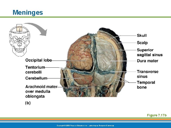 Meninges Figure 7. 17 b Copyright © 2009 Pearson Education, Inc. , publishing as