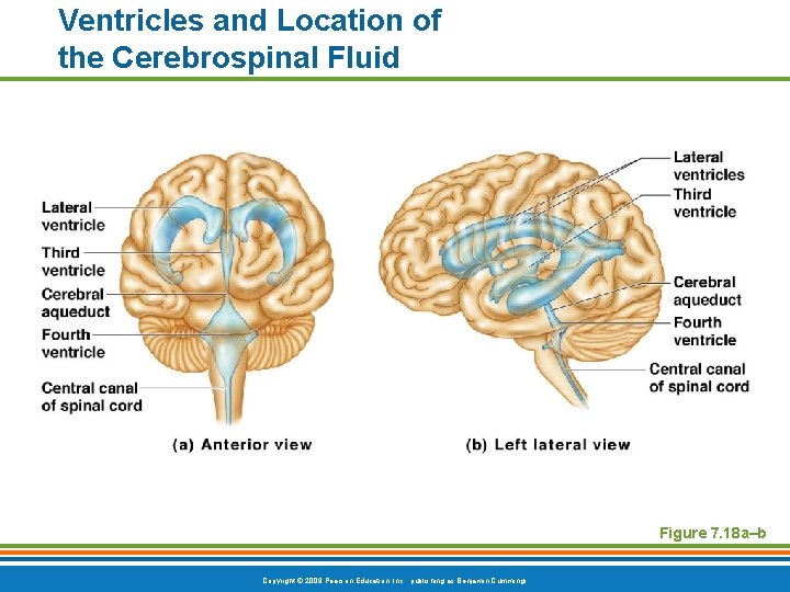 Ventricles and Location of the Cerebrospinal Fluid Figure 7. 18 a–b Copyright © 2009