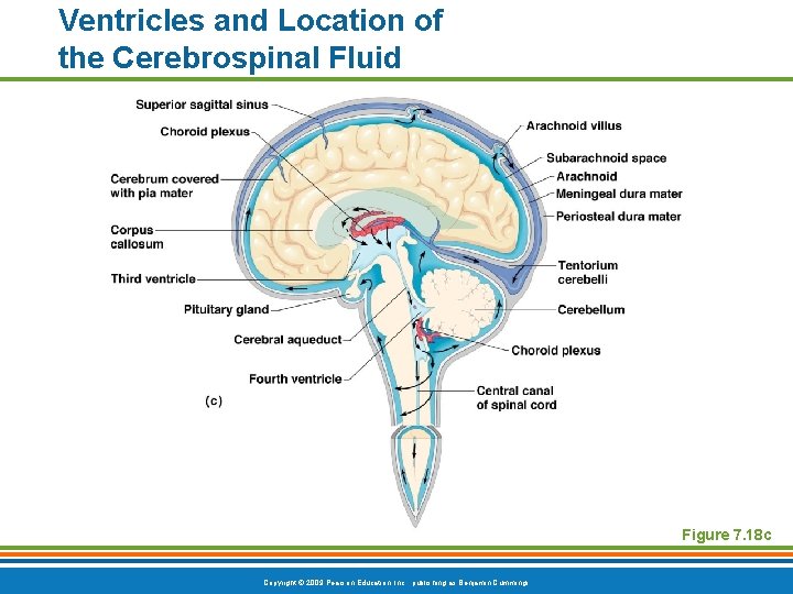 Ventricles and Location of the Cerebrospinal Fluid Figure 7. 18 c Copyright © 2009