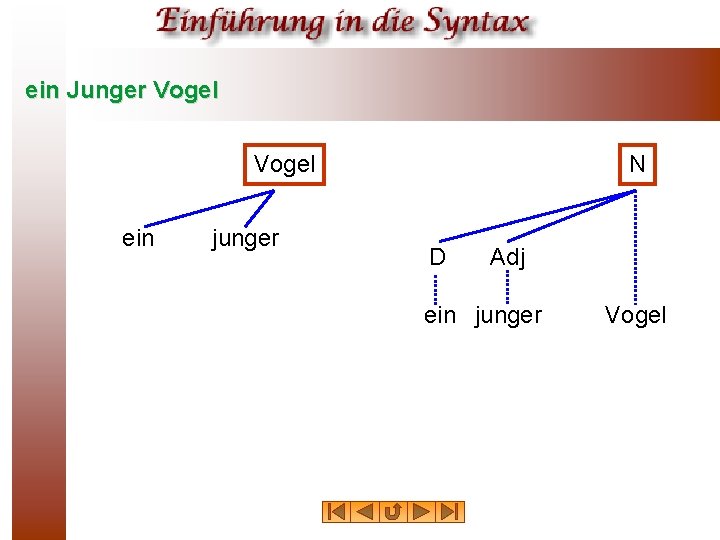 ein Junger Vogel ein junger N D Adj ein junger Vogel 