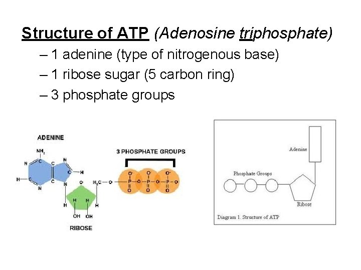 Structure of ATP (Adenosine triphosphate) – 1 adenine (type of nitrogenous base) – 1