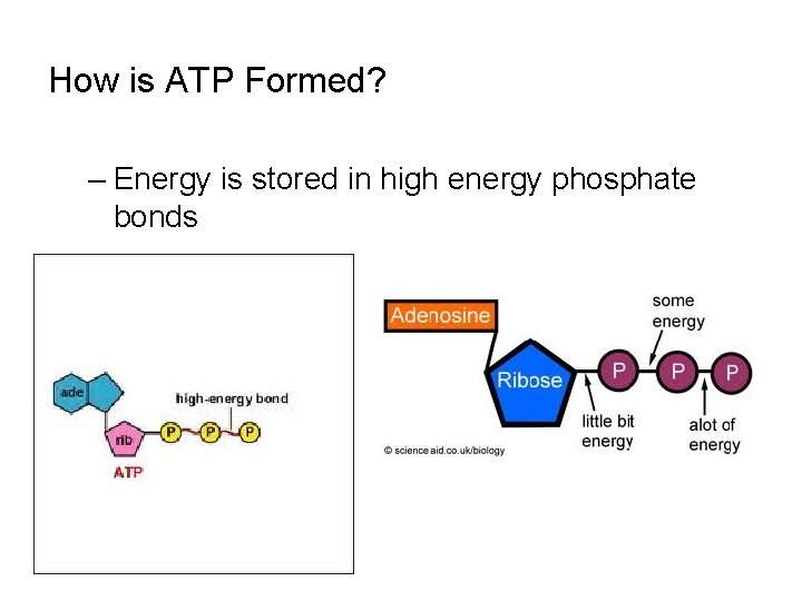 How is ATP Formed? – Energy is stored in high energy phosphate bonds 