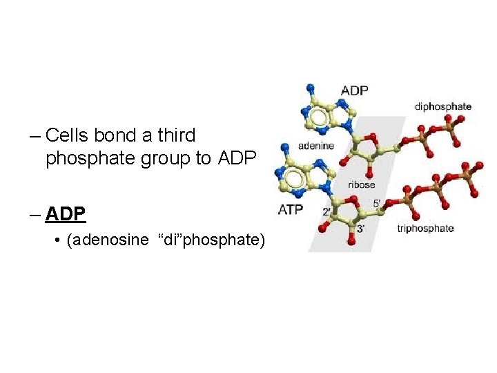 – Cells bond a third phosphate group to ADP – ADP • (adenosine “di”phosphate)