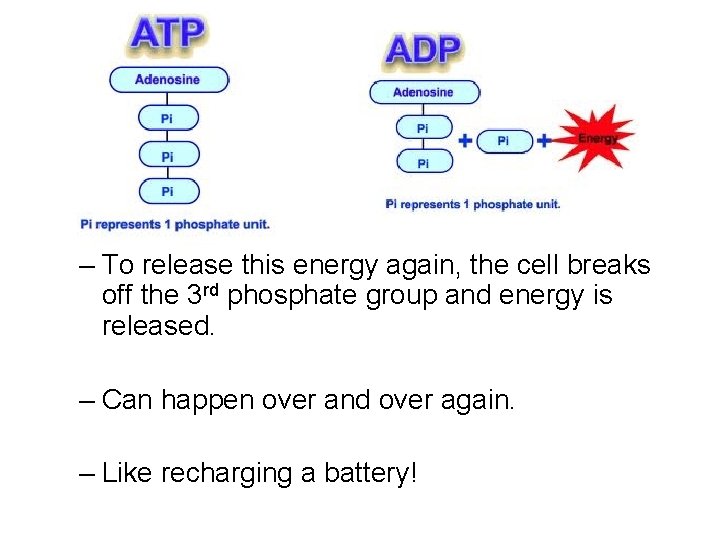 – To release this energy again, the cell breaks off the 3 rd phosphate