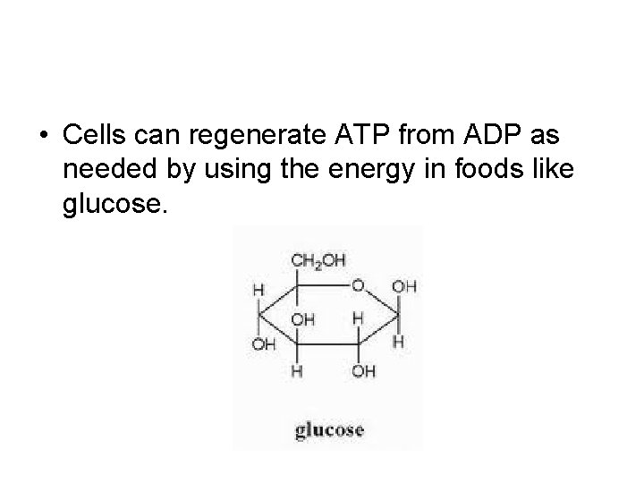  • Cells can regenerate ATP from ADP as needed by using the energy