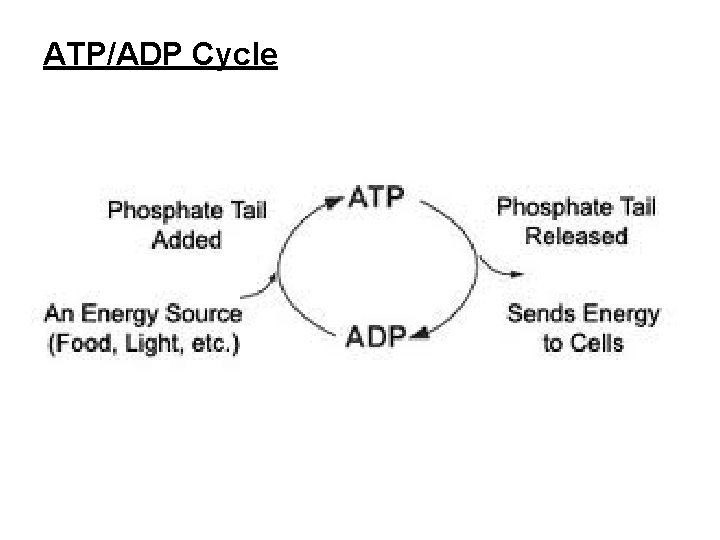 ATP/ADP Cycle 
