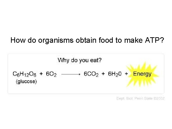 How do organisms obtain food to make ATP? 
