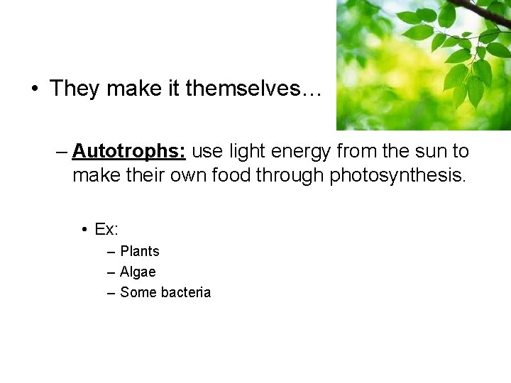  • They make it themselves… – Autotrophs: use light energy from the sun