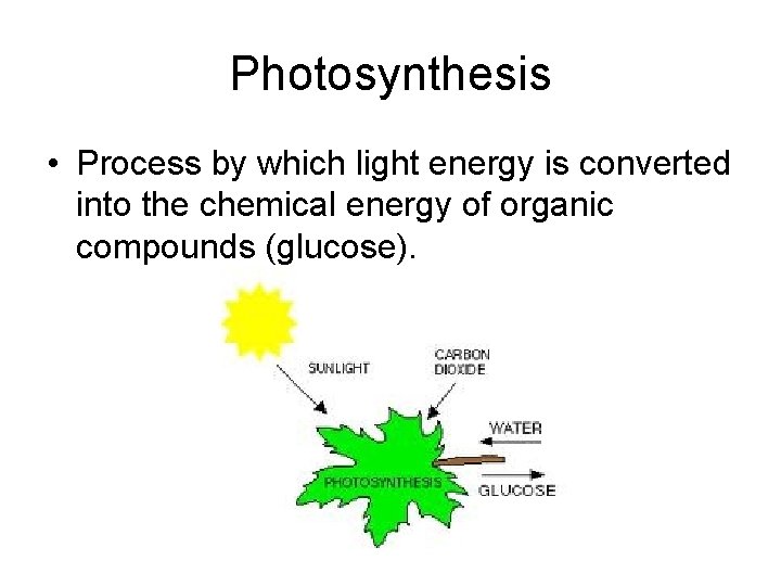 Photosynthesis • Process by which light energy is converted into the chemical energy of