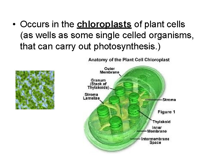  • Occurs in the chloroplasts of plant cells (as wells as some single