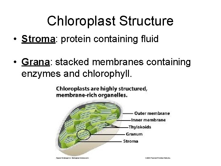 Chloroplast Structure • Stroma: protein containing fluid • Grana: stacked membranes containing enzymes and