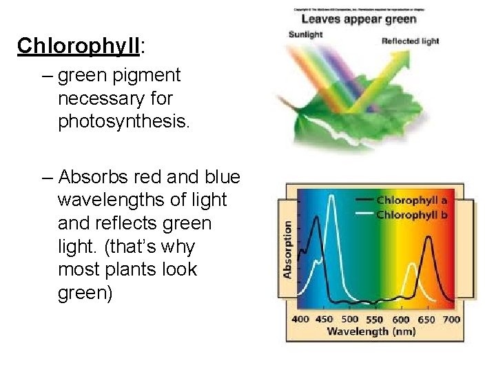 Chlorophyll: – green pigment necessary for photosynthesis. – Absorbs red and blue wavelengths of