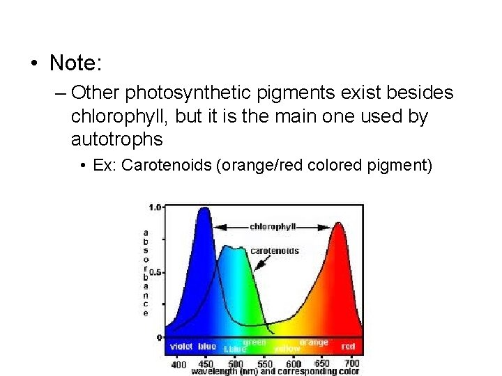  • Note: – Other photosynthetic pigments exist besides chlorophyll, but it is the