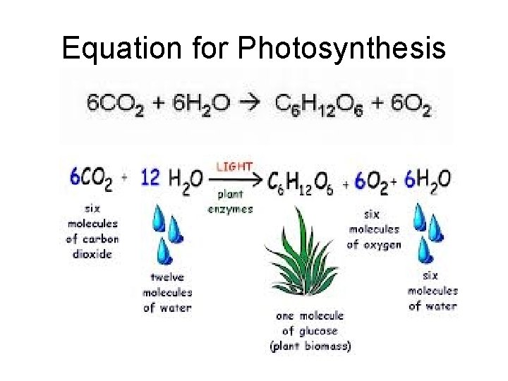 Equation for Photosynthesis 