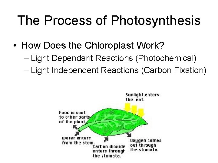 The Process of Photosynthesis • How Does the Chloroplast Work? – Light Dependant Reactions