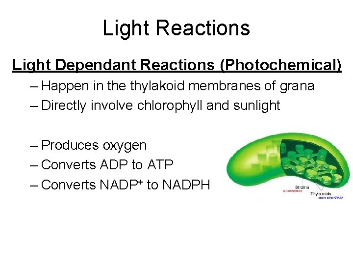 Light Reactions Light Dependant Reactions (Photochemical) – Happen in the thylakoid membranes of grana