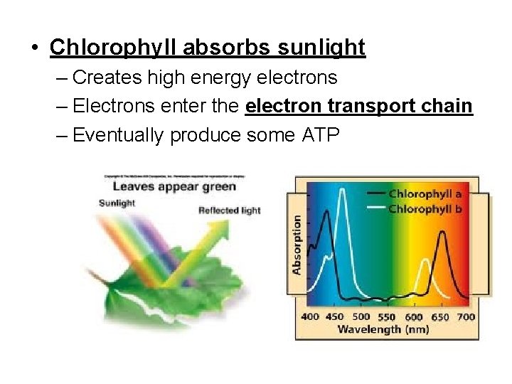  • Chlorophyll absorbs sunlight – Creates high energy electrons – Electrons enter the