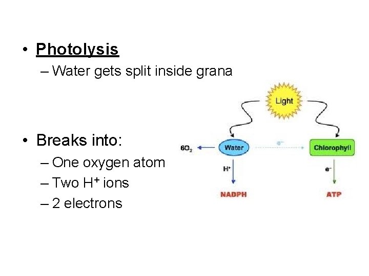  • Photolysis – Water gets split inside grana • Breaks into: – One