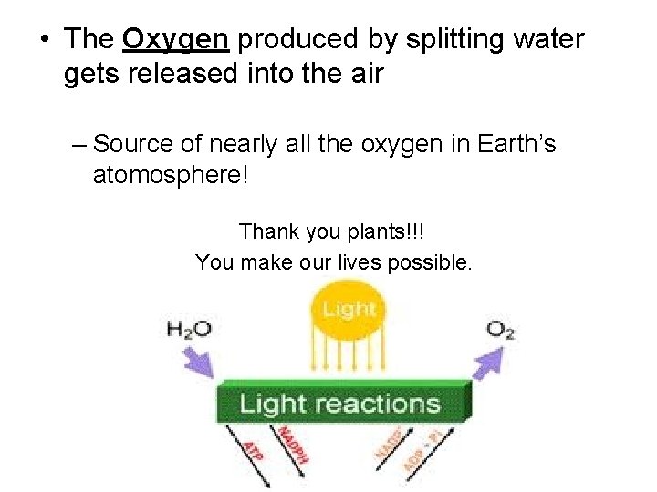  • The Oxygen produced by splitting water gets released into the air –