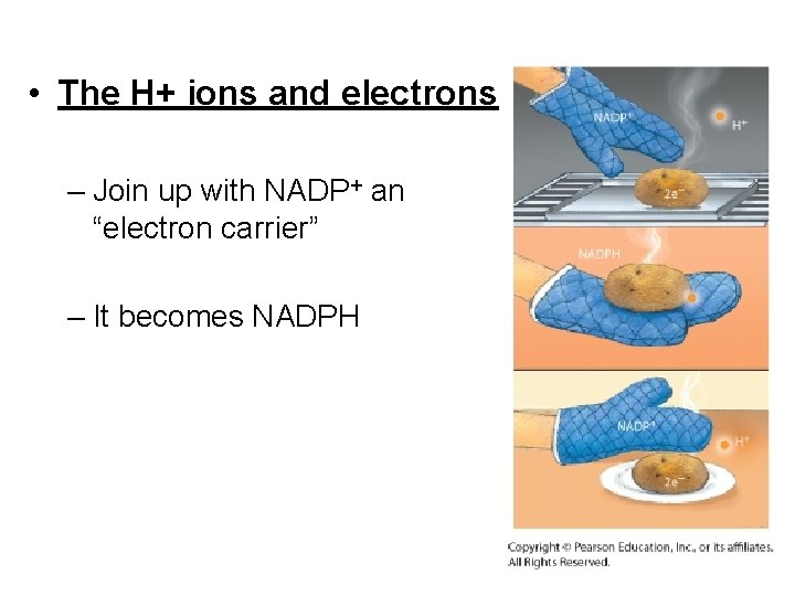  • The H+ ions and electrons – Join up with NADP+ an “electron