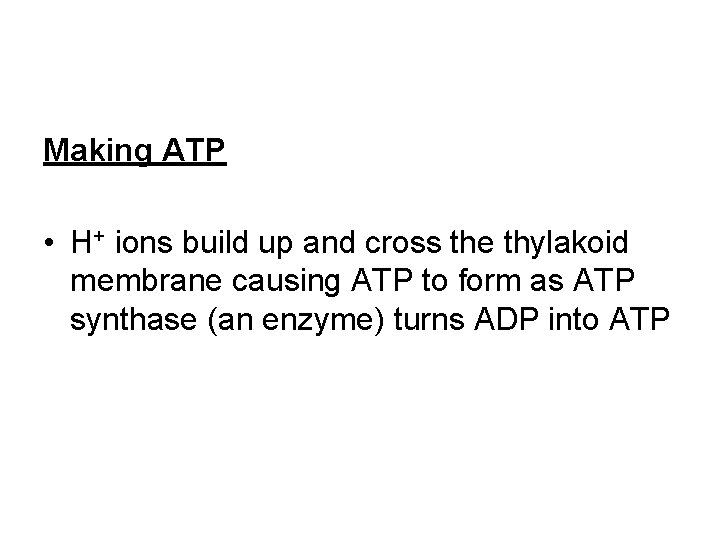 Making ATP • H+ ions build up and cross the thylakoid membrane causing ATP