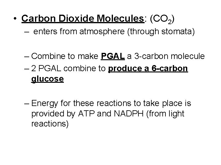  • Carbon Dioxide Molecules: (CO 2) – enters from atmosphere (through stomata) –