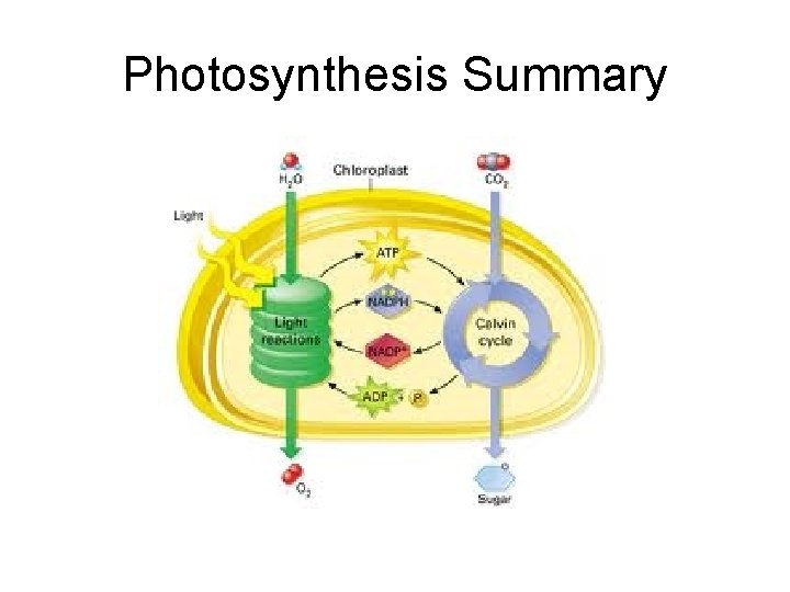 Photosynthesis Summary 