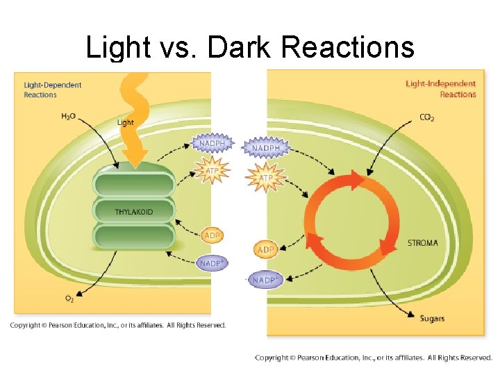 Light vs. Dark Reactions 