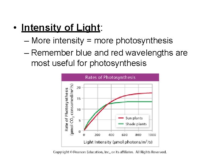  • Intensity of Light: – More intensity = more photosynthesis – Remember blue
