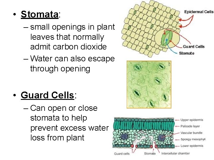  • Stomata: – small openings in plant leaves that normally admit carbon dioxide