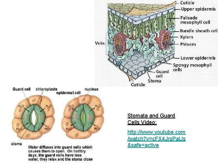 Stomata and Guard Cells Video: http: //www. youtube. com /watch? v=c. FX 4 Jrs.