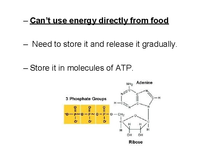 – Can’t use energy directly from food – Need to store it and release