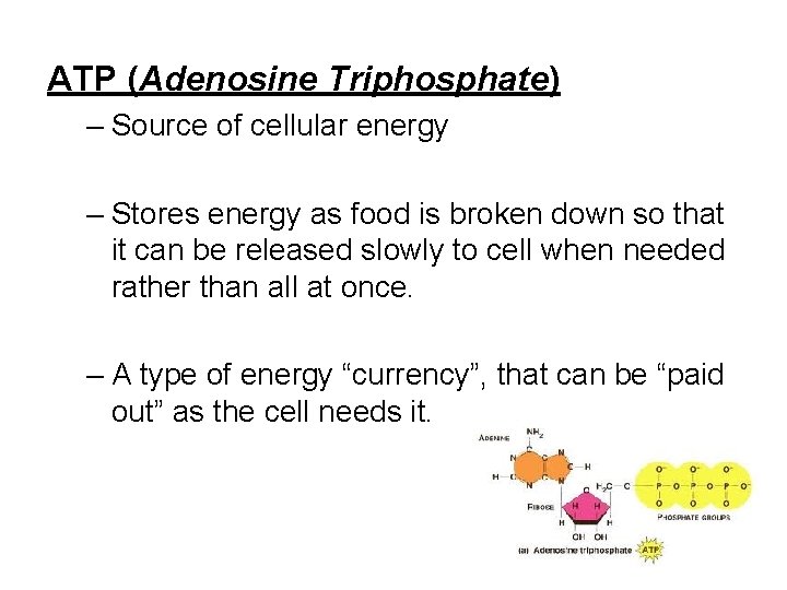 ATP (Adenosine Triphosphate) – Source of cellular energy – Stores energy as food is