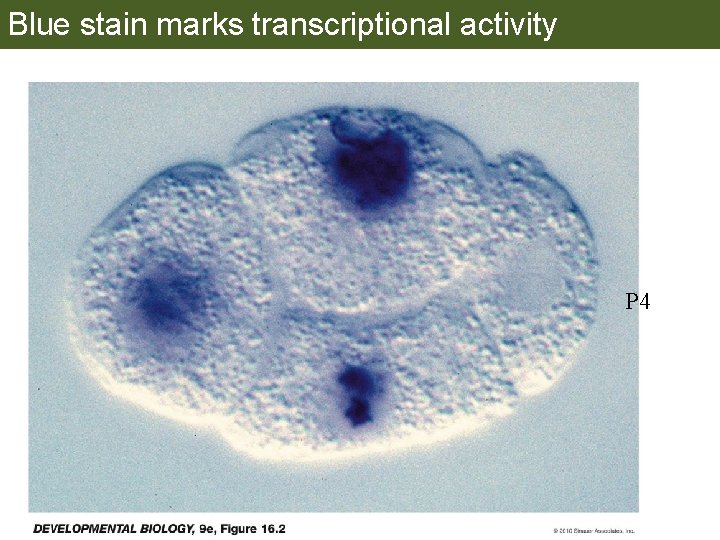 Blue stain marks transcriptional activity P 4 