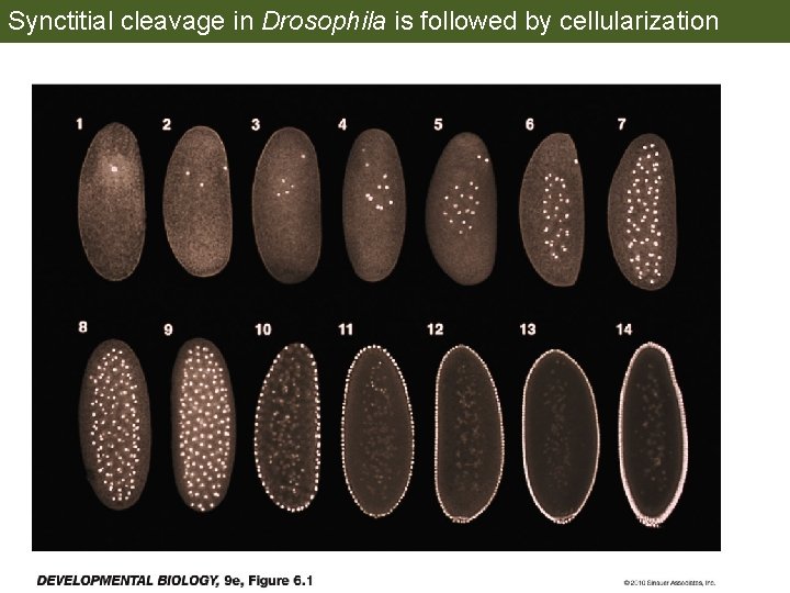 Synctitial cleavage in Drosophila is followed by cellularization 