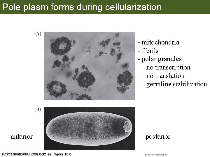 Pole plasm forms during cellularization - mitochondria - fibrils - polar granules no transcription