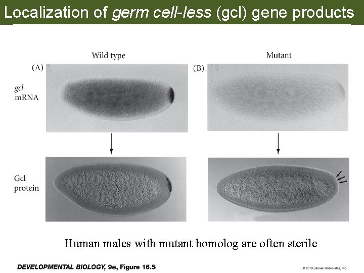 Localization of germ cell-less (gcl) gene products Human males with mutant homolog are often
