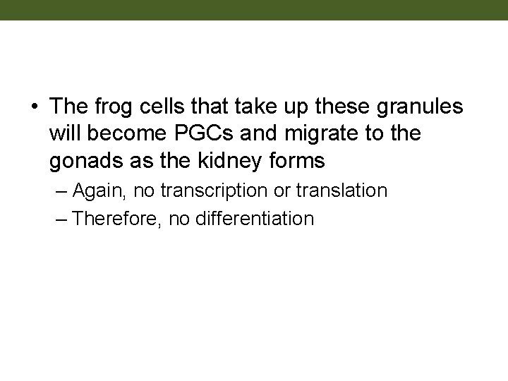  • The frog cells that take up these granules will become PGCs and