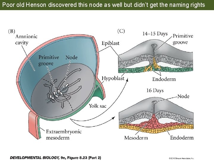Poor old Henson discovered this node as well but didn’t get the naming rights