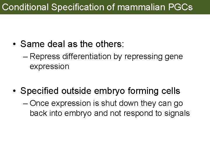 Conditional Specification of mammalian PGCs • Same deal as the others: – Repress differentiation
