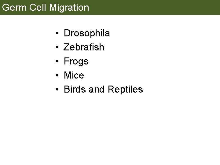 Germ Cell Migration • • • Drosophila Zebrafish Frogs Mice Birds and Reptiles 