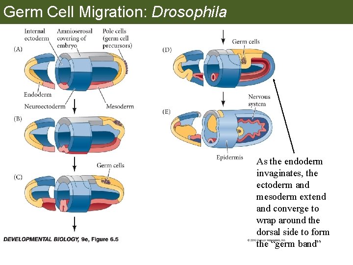 Germ Cell Migration: Drosophila As the endoderm invaginates, the ectoderm and mesoderm extend and