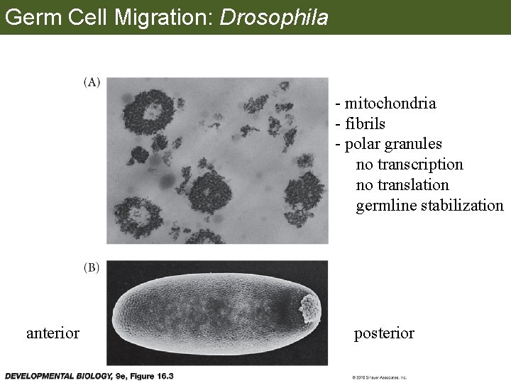 Germ Cell Migration: Drosophila - mitochondria - fibrils - polar granules no transcription no