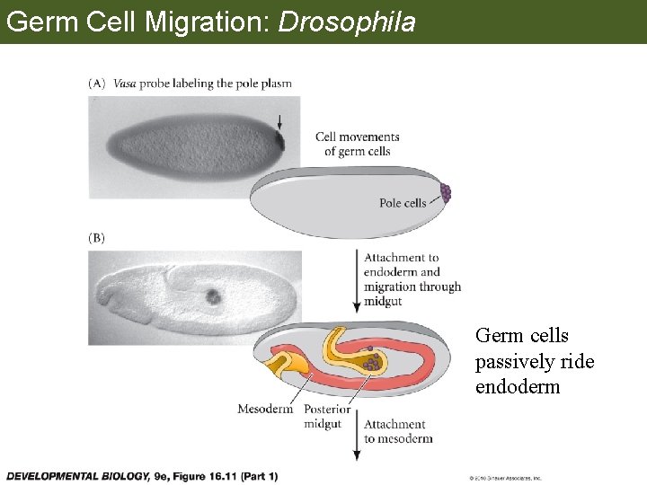 Germ Cell Migration: Drosophila Germ cells passively ride endoderm 