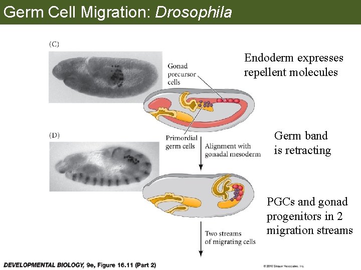 Germ Cell Migration: Drosophila Endoderm expresses repellent molecules Germ band is retracting PGCs and