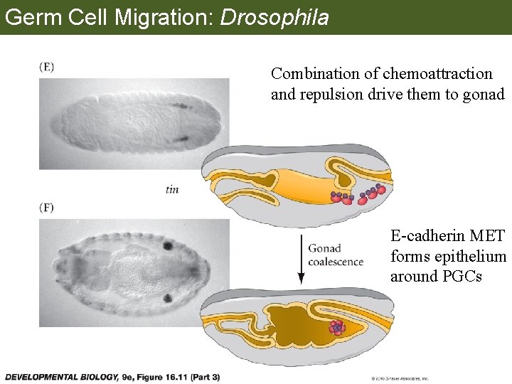 Germ Cell Migration: Drosophila Combination of chemoattraction and repulsion drive them to gonad E-cadherin